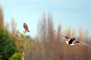 Short-eared Owl